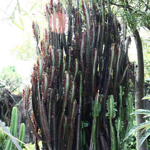 红龙骨龙骨柱群生大戟科仙人掌景观庭院及多肉植物多浆沙生植物
