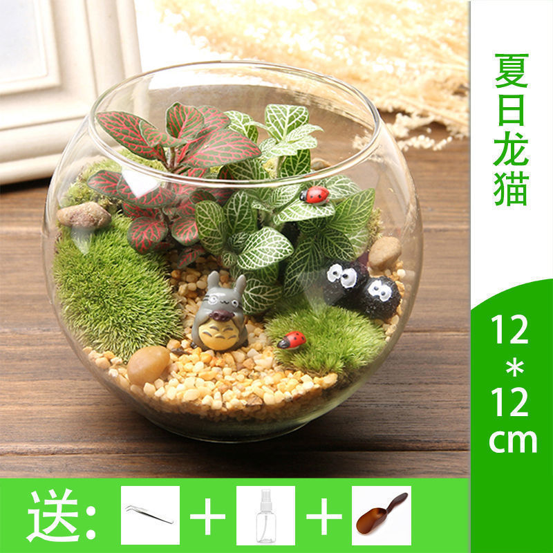 微景观diy微观苔藓绿植物玻璃组合盆栽生态瓶瓶材料包盆景套装