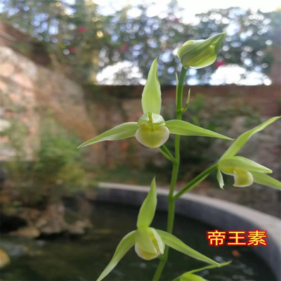 雪中兰花苗兰奇花彩云追月四季建浓香花苞好养室内外花卉盆栽名