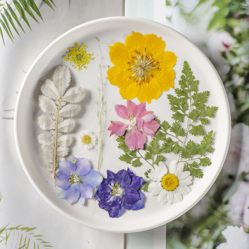 树叶植物标本幼儿园手工贴画DIY干花压花贴脸装饰花妆写真押花图片