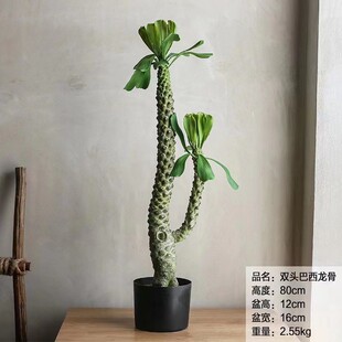 仿真绿植霸王鞭柱仙人仙人掌盆栽巴西龙骨树热带沙漠造景家居摆件