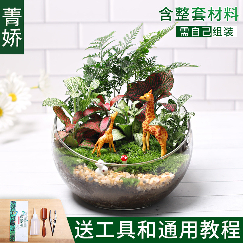 18切儿童种植小盆栽生态瓶鲜活植物苔藓微景观材料包diy创意套装