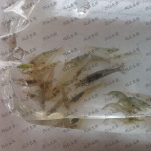 草缸工作虾 草虾食藻虾 尚品水族 小河虾黑壳虾水草虾除藻虾