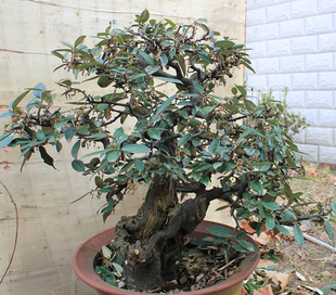 胡秃子盆景半春子甜棒槌雀儿酥羊奶子树桩盆景木奶子盆栽庭院种植