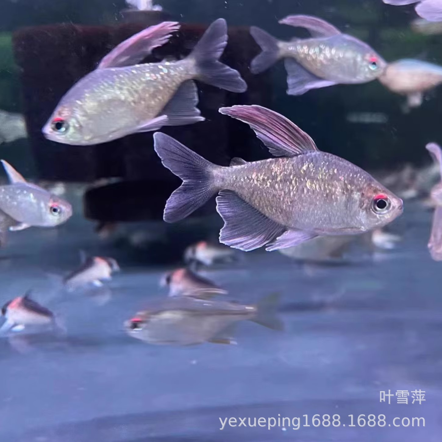 南美钻石灯鱼活体闪光直线脂鲤热鱼