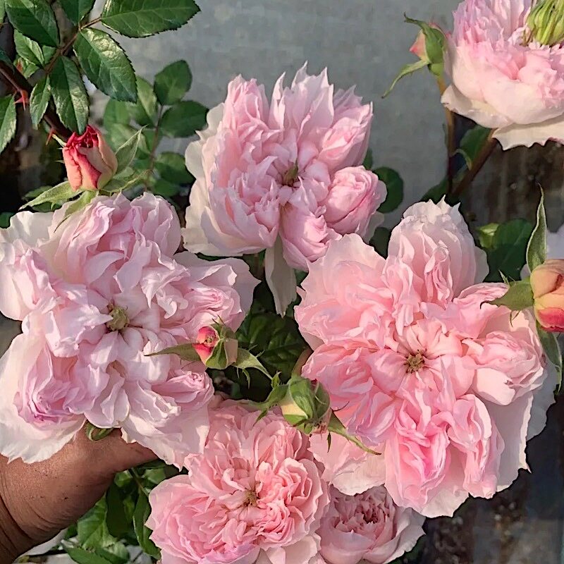 蝶之舞 阳台盆栽月季庭院地栽耐寒耐旱抗病勤花玫瑰分枝性好耐晒