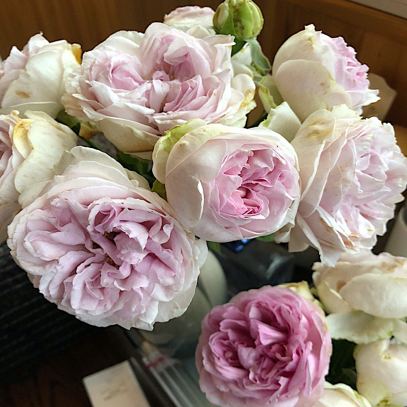 伊芙紫苑阳台盆栽月季庭院地栽耐寒耐旱抗病勤花馥郁香气切花玫瑰