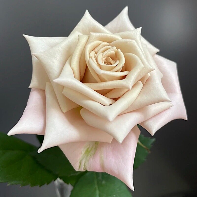 曼塔 阳台盆栽月季庭院地栽耐寒耐旱切花玫瑰馥郁香气分枝性好