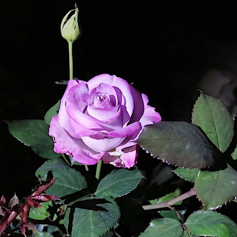 耐旱性好切花栽抗病勤花盆栽阳台地迷雾耐寒玫瑰分枝庭院月季紫色