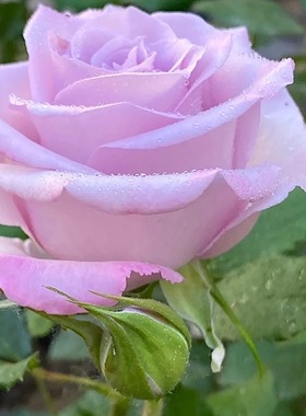 海洋之歌阳台盆栽月季庭院地栽耐寒耐旱抗病勤花切花玫瑰分枝性好