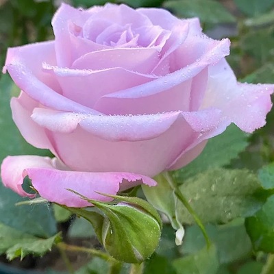 海洋之歌切花玫瑰抗病勤花