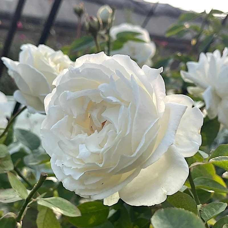 伊芙白法师伯爵阳台盆栽月季庭院地栽耐寒耐旱抗病勤花切花玫瑰