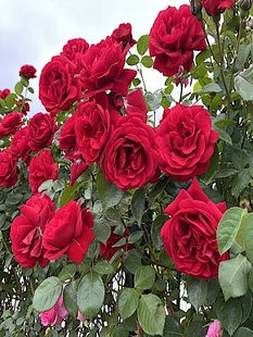 御用马车大花月季庭院地栽藤本月季阳台盆栽丰花玫瑰抗病耐寒耐旱