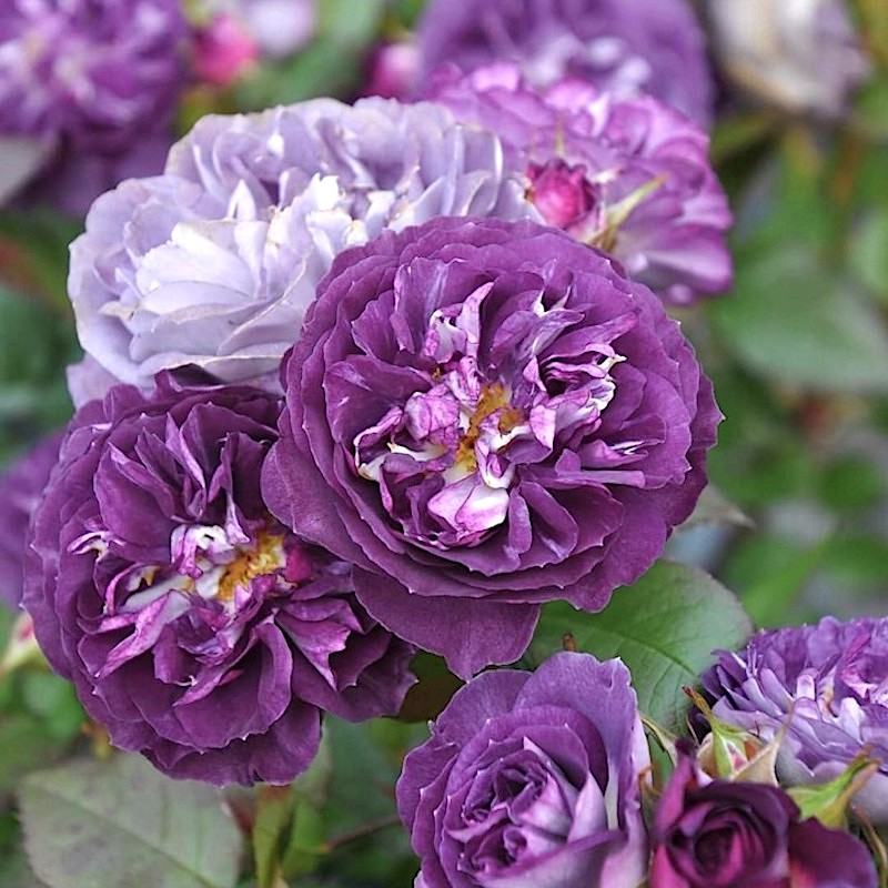 圣十字军切花玫瑰馥郁香气勤花