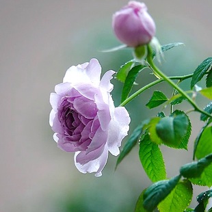 蓝色阴雨阳台盆栽月季 庭院地栽耐寒耐旱抗病勤花爬藤玫瑰分枝性好