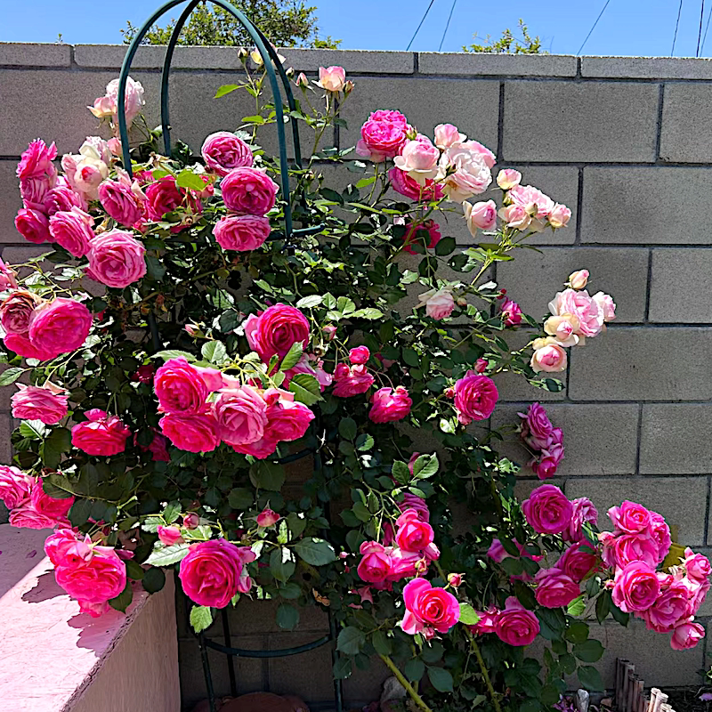深粉龙沙宝石庭院地栽月季院墙爬藤花柱拱门抗病耐寒耐热分枝性好