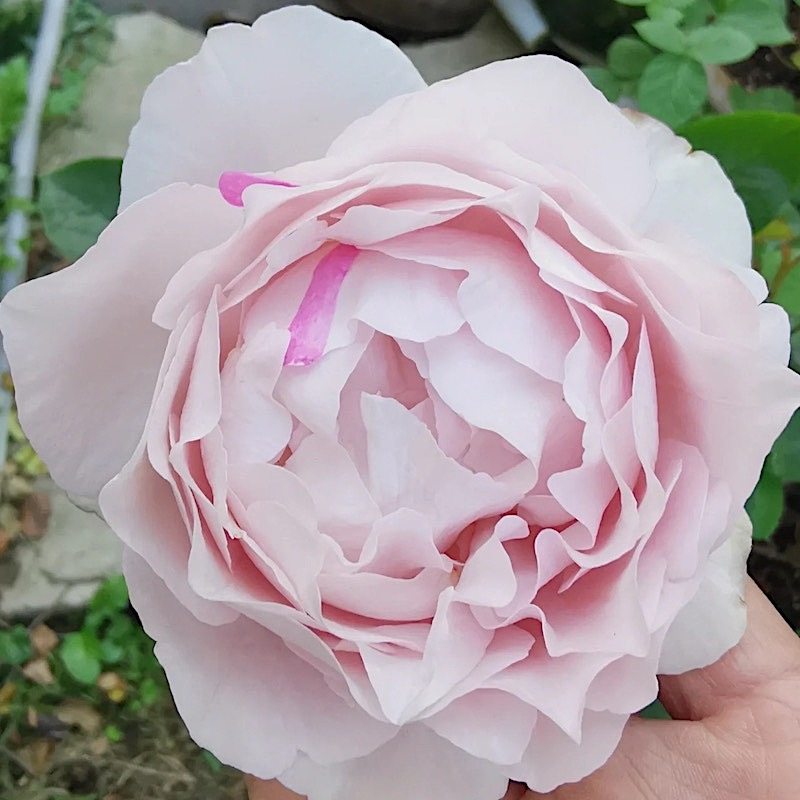 伊芙大理石冻糕阳台盆栽月季庭院地栽耐寒耐旱抗病勤花切花玫瑰