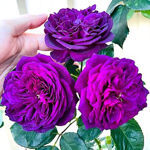 海潮之声月季阳台盆栽玫瑰庭院地栽抗病花苗勤花丰花耐寒健硕耐热