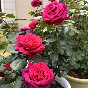美人丽芙阳台盆栽月季 庭院地栽耐寒耐旱抗病勤花馥郁香气切花玫瑰