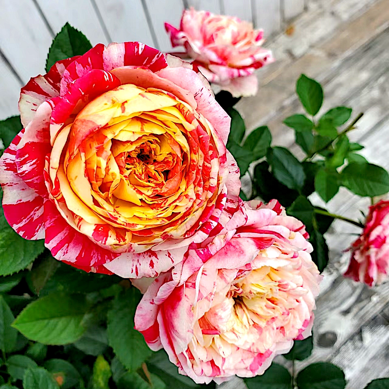 狂欢派对月季阳台盆栽灌木花卉庭院地栽花苗抗病多头丰花香气馥郁