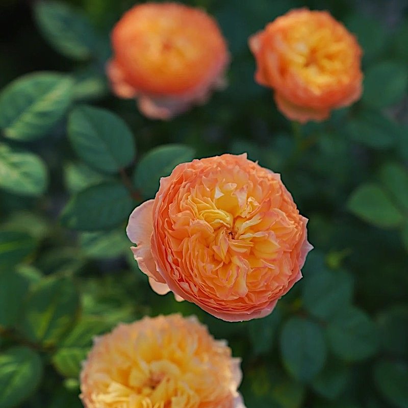 杏子肥 阳台盆栽月季庭院地栽耐寒耐旱抗病勤花切花玫瑰分枝性好,鲜花速递/花卉仿真/绿植园艺,月季/蔷薇/玫瑰,淘宝优惠券,粉丝福利购,淘宝优惠卷