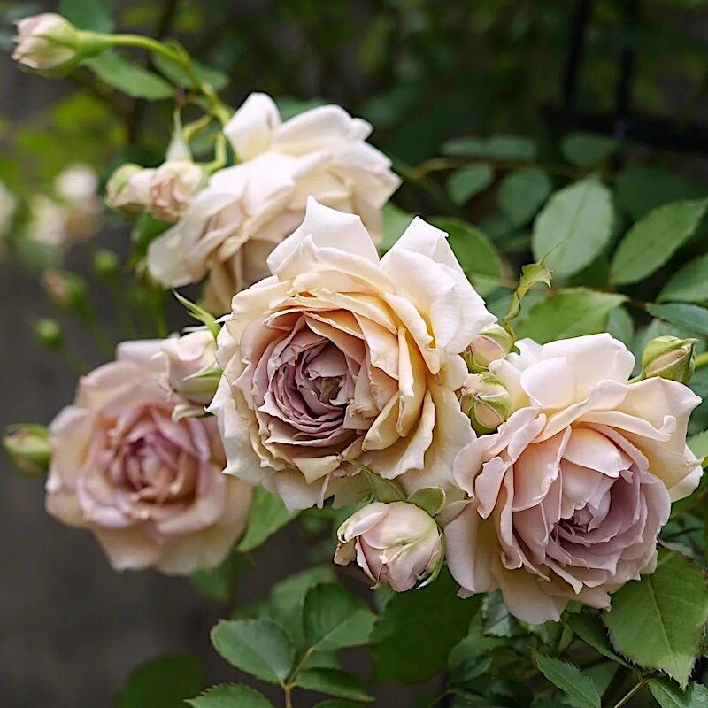 长袍娃娃阳台盆栽月季庭院地栽耐寒耐旱抗病勤花馥郁香气切花玫瑰