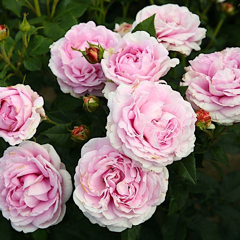 玛丽王后阳台盆栽月季庭院地栽耐旱耐寒抗病勤花馥郁香气切花玫瑰