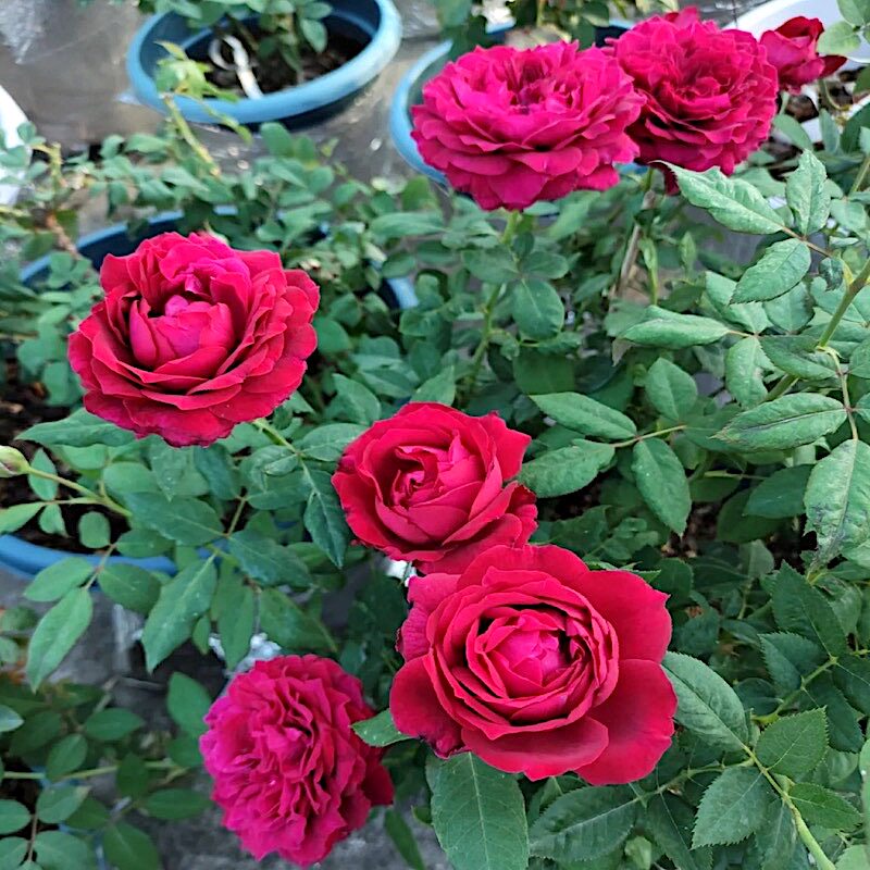 詹尼斯 阳台盆栽月季庭院地栽耐寒爱汗抗病勤花馥郁香气切花玫瑰