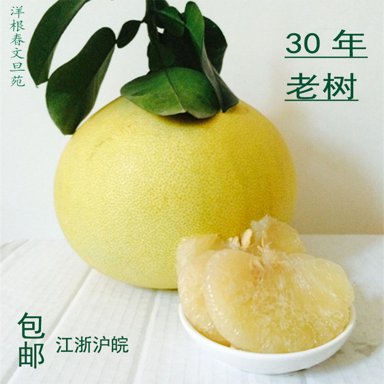 现摘正宗玉环楚门文旦柚子新鲜水果白肉蜜柚垟根洋根非红心非胡柚