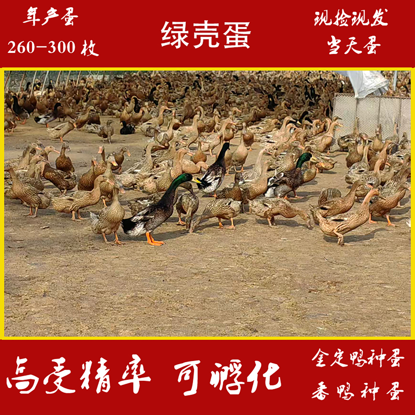金定鸭种蛋受精蛋可孵化产蛋王散养水鸭土鸭绿皮鸭蛋高产鸭宠物鸭