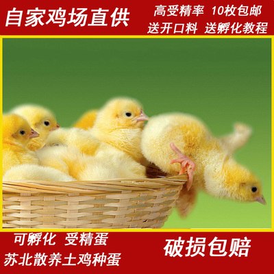种蛋受精蛋可孵化散养小黄鸡土鸡