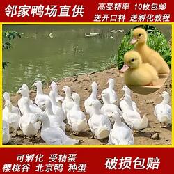宠物鸭种蛋受精蛋可孵化樱桃谷北京鸭大白鸭小黄鸭肉鸭非柯尔鸭