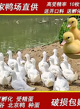 宠物鸭种蛋受精蛋可孵化樱桃谷北京鸭大白鸭小黄鸭肉鸭非柯尔鸭