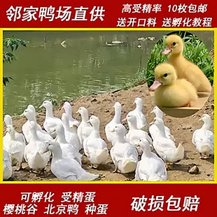宠物鸭种蛋受精蛋可孵化樱桃谷北京鸭大白鸭小黄鸭肉鸭非柯尔鸭
