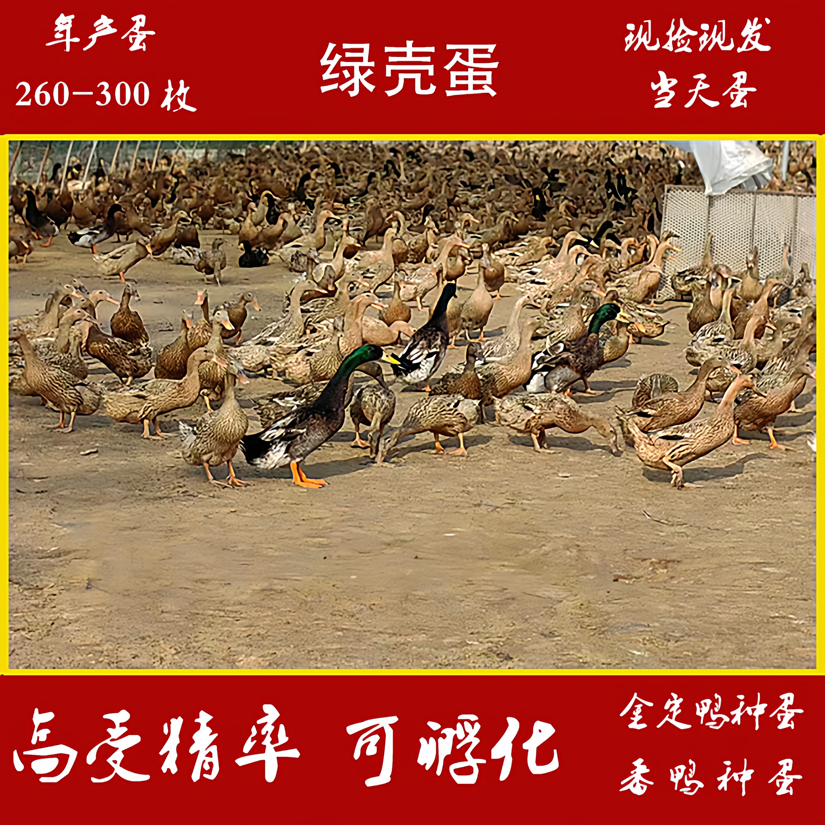 金定鸭种蛋受精蛋可孵化产蛋王散养水鸭土鸭绿皮鸭蛋高产鸭宠物鸭,宠物/宠物食品及用品,宠物鸭,淘宝优惠券,粉丝福利购,淘宝优惠卷