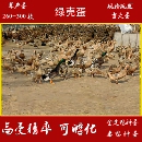 金定鸭种蛋受精蛋可孵化产蛋王散养水鸭土鸭绿皮鸭蛋高产鸭宠物鸭
