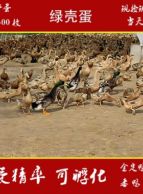 金定鸭种蛋受精蛋可孵化产蛋王散养水鸭土鸭绿皮鸭蛋高产鸭宠物鸭