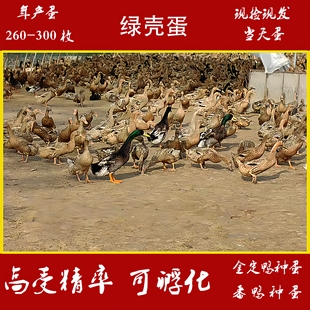 金定鸭种蛋受精蛋可孵化产蛋王散养水鸭土鸭绿皮鸭蛋高产鸭宠物鸭