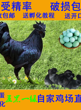 受精蛋可孵化种蛋五黑一绿小鸡散养鸡蛋乌骨鸡土柴宠物鸡黑羽绿壳