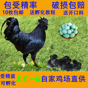 受精蛋可孵化种蛋五黑一绿小鸡散养鸡蛋乌骨鸡土柴宠物鸡黑羽绿壳