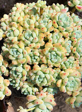 多肉植物劳尔罗琦老桩群带香味多肉办公室内阳台花卉盆栽易活好养