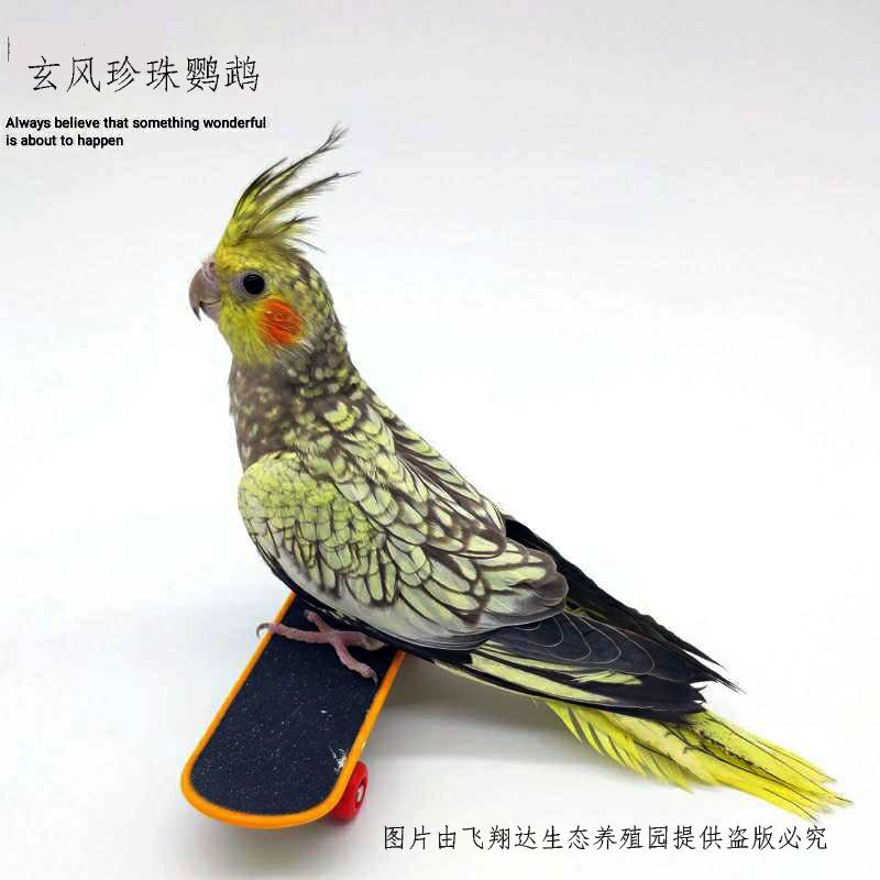 说话虎皮鹦鹉大体形鹦鹉活鸟玄凤鹦鹉鹦鹉活鸟大型手养鹦鹉幼鸟