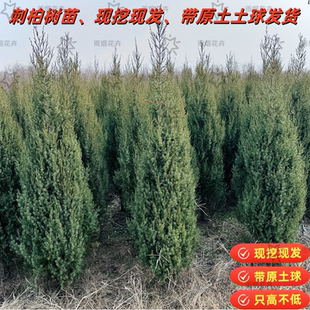 刺柏树苗刺柏塔松柏树刺松苗绿化树庭院现挖现发带原土土球发货