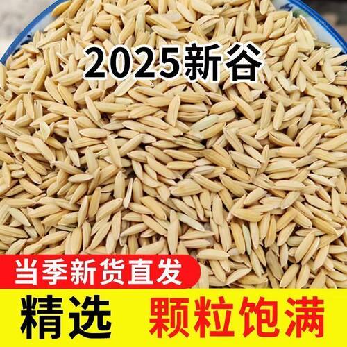 优质圆稻谷50斤2025年精选长稻谷带壳喂鸡鸭鹅斗鸡等家禽垂钓包邮