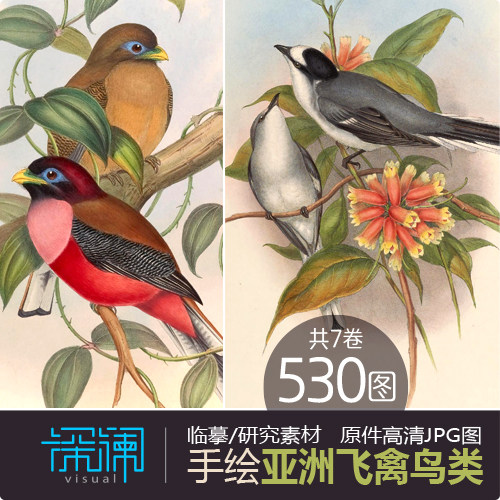 古典手绘画亚洲珍稀鸟类飞禽图谱图鉴530幅彩绘高清jpg大图库素材