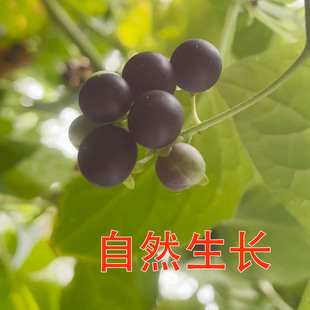 新鲜龙葵果黑天天黑星星黑悠悠黑呦呦野葡萄天茄子