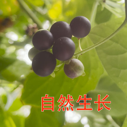 新鲜龙葵果黑天天黑星星黑悠悠黑呦呦野葡萄天茄子