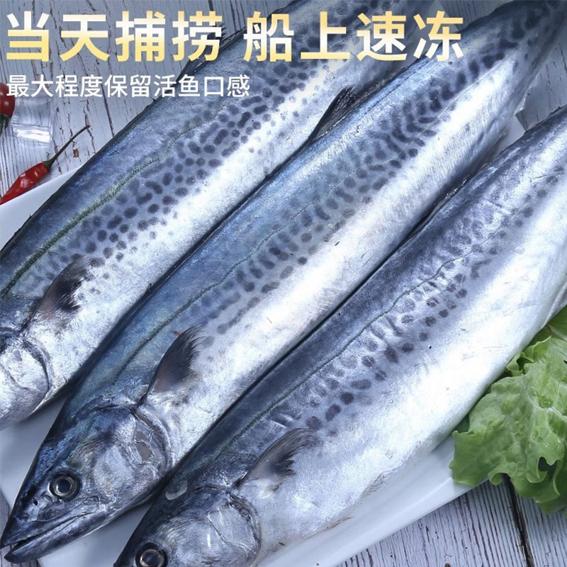新鲜青岛大鲅鱼燕鲅鱼鲜活冷冻马鲛鱼大马交鱼海捕整条海鲜水产