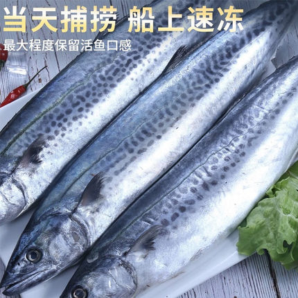 新鲜青岛大鲅鱼燕鲅鱼鲜活冷冻马鲛鱼大马交鱼海捕整条海鲜水产