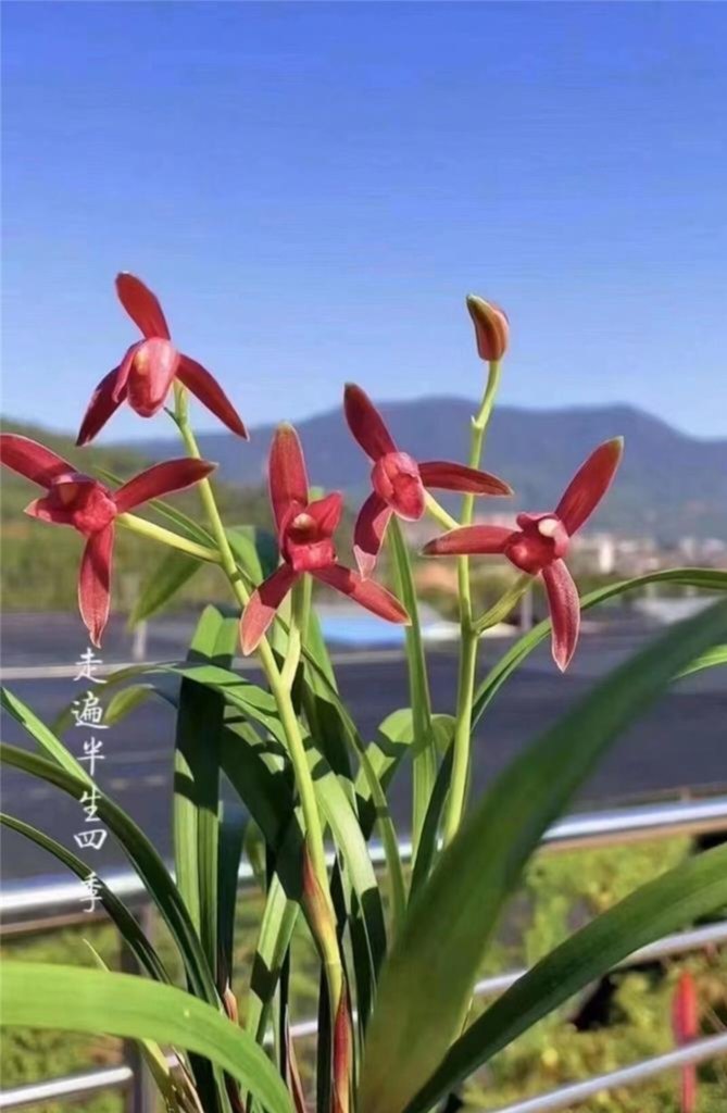 建兰红花老种仙山红，浙江自然种植叶型优美浓香型四季兰色花